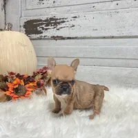 Minnie, a female French Bulldog for sale in Millersburg, OH – Photo 6 of 6