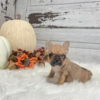 Minnie, a female French Bulldog for sale in Millersburg, OH – Photo 1 of 6