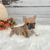 Minnie, a female French Bulldog for sale in Millersburg, OH – Photo 4 of 6