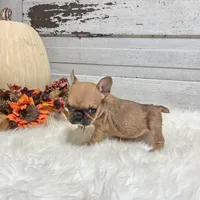 Minnie, a female French Bulldog for sale in Millersburg, OH – Photo 2 of 6