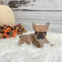 Minnie, a female French Bulldog for sale in Millersburg, OH – Photo 3 of 6