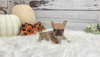 Minnie, a female French Bulldog for sale in Millersburg, OH – Photo 3 of 6