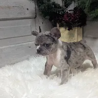 Muffin, a female French Bulldog for sale in Millersburg, OH – Photo 5 of 6