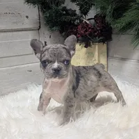 Muffin, a female French Bulldog for sale in Millersburg, OH – Photo 4 of 6