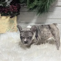 Muffin, a female French Bulldog for sale in Millersburg, OH – Photo 3 of 6