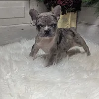 Muffin, a female French Bulldog for sale in Millersburg, OH – Photo 1 of 6