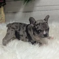 Muffin, a female French Bulldog for sale in Millersburg, OH – Photo 2 of 6