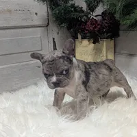 Muffin, a female French Bulldog for sale in Millersburg, OH – Photo 6 of 6