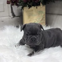 Kandi, a female French Bulldog for sale in Millersburg, OH – Photo 7 of 9