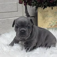 Kandi, a female French Bulldog for sale in Millersburg, OH – Photo 8 of 9