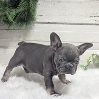 Kandi, a female French Bulldog for sale in Millersburg, OH – Photo 2 of 9