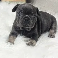 Kandi, a female French Bulldog for sale in Millersburg, OH – Photo 4 of 9