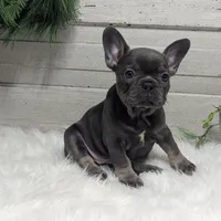 Kandi, a female French Bulldog for sale in Millersburg, OH – Photo 1 of 9