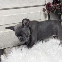 Kandi, a female French Bulldog for sale in Millersburg, OH – Photo 3 of 9