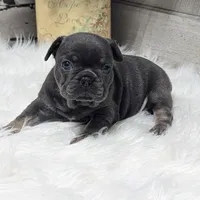 Kandi, a female French Bulldog for sale in Millersburg, OH – Photo 5 of 9