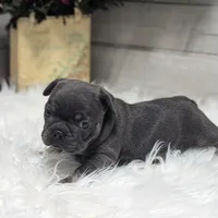 Kandi, a female French Bulldog for sale in Millersburg, OH – Photo 6 of 9