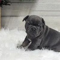 Kandi, a female French Bulldog for sale in Millersburg, OH – Photo 9 of 9