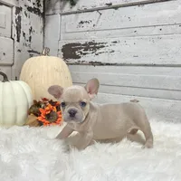 Missy, a female French Bulldog for sale in Millersburg, OH – Photo 1 of 8