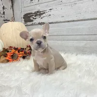 Missy, a female French Bulldog for sale in Millersburg, OH – Photo 6 of 8