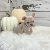 Missy, a female French Bulldog for sale in Millersburg, OH – Photo 4 of 8