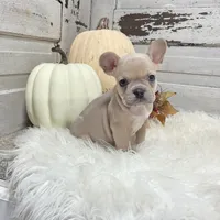 Missy, a female French Bulldog for sale in Millersburg, OH – Photo 5 of 8