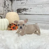 Missy, a female French Bulldog for sale in Millersburg, OH – Photo 3 of 8