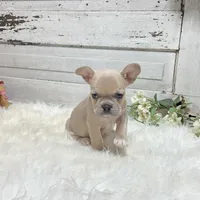 Missy, a female French Bulldog for sale in Millersburg, OH – Photo 7 of 8