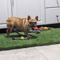 Missy, a female French Bulldog for sale in Millersburg, OH – Photo 8 of 8