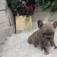 Max, a male French Bulldog for sale in Millersburg, OH – Photo 2 of 4