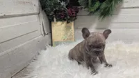 Max, a male French Bulldog for sale in Millersburg, OH – Photo 2 of 4