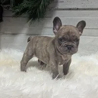 Max, a male French Bulldog for sale in Millersburg, OH – Photo 1 of 4