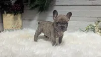 Max, a male French Bulldog for sale in Millersburg, OH – Photo 1 of 4