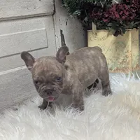 Max, a male French Bulldog for sale in Millersburg, OH – Photo 3 of 4