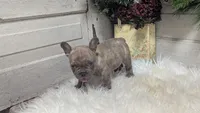 Max, a male French Bulldog for sale in Millersburg, OH – Photo 3 of 4