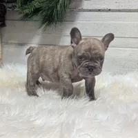 Max, a male French Bulldog for sale in Millersburg, OH – Photo 4 of 4