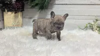 Max, a male French Bulldog for sale in Millersburg, OH – Photo 4 of 4