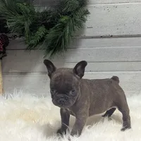 Molly, a female French Bulldog for sale in Millersburg, OH – Photo 7 of 7
