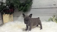 Molly, a female French Bulldog for sale in Millersburg, OH – Photo 7 of 7