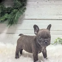 Molly, a female French Bulldog for sale in Millersburg, OH – Photo 4 of 7