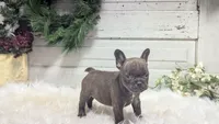 Molly, a female French Bulldog for sale in Millersburg, OH – Photo 4 of 7
