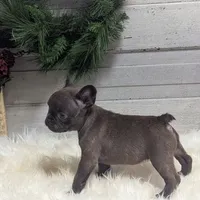 Molly, a female French Bulldog for sale in Millersburg, OH – Photo 5 of 7