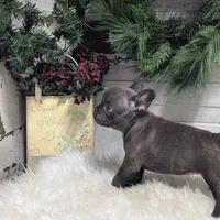 Molly, a female French Bulldog for sale in Millersburg, OH – Photo 2 of 7