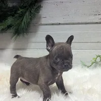 Molly, a female French Bulldog for sale in Millersburg, OH – Photo 3 of 7