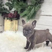 Molly, a female French Bulldog for sale in Millersburg, OH – Photo 6 of 7
