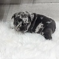 Kyrie, a male French Bulldog for sale in Millersburg, OH – Photo 1 of 7