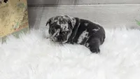 Kyrie, a male French Bulldog for sale in Millersburg, OH – Photo 1 of 7