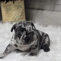 Kyrie, a male French Bulldog for sale in Millersburg, OH – Photo 5 of 7