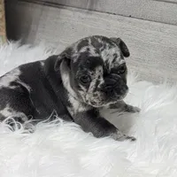 Kyrie, a male French Bulldog for sale in Millersburg, OH – Photo 6 of 7