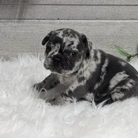 Kyrie, a male French Bulldog for sale in Millersburg, OH – Photo 3 of 7