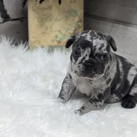 Kyrie, a male French Bulldog for sale in Millersburg, OH – Photo 4 of 7